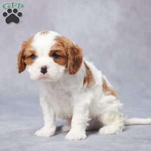 Maverick, Cavalier King Charles Spaniel Puppy